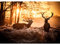Runa Art Papier peint intissé Mural Elche hiver Moderne Toison Salon Chambre à Coucherr Salle - Tableaux Muraux Tapisserie Photo - Orange 9203010a