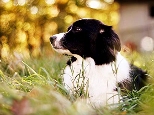 AQacum Puzzle 1000 Teile Border Collie Geschicklichkeitsspiel für die ganze Familie, farbenfrohes Legespiel, （50x75cm）