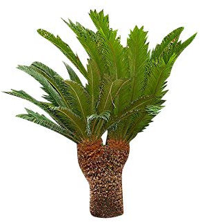 Wunderschöne Cycas Palme -Cycas revoluta- 1 frischer Großer Samen Japanischer Palmfarn