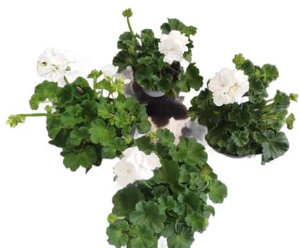 Geranios Flores Blancas | Set 4 Unidades |DECOALIVE |Plantas Vivas y Naturales