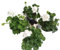 Geranios Flores Blancas | Set 4 Unidades |DECOALIVE |Plantas Vivas y Naturales