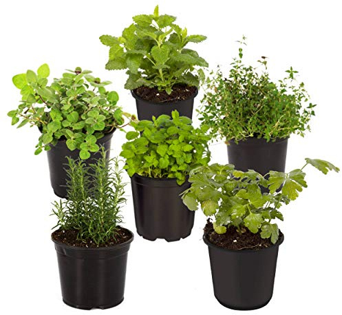Live Aromatic and Edible Herb Assortment (Rosemary, Eucalyptus, Mint, Lemon Balm, Other Assorted Herbs), 6 Plants Per Pack
