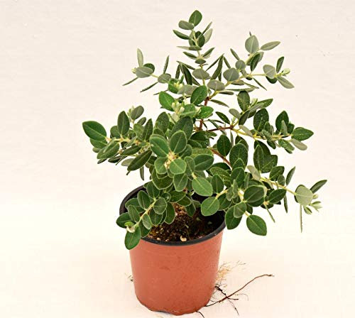 Pianta Metrosideros Aureomarginato Vaso 18cm,Altezza 35/45cm