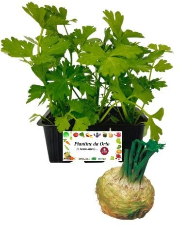 P. Piantine da Orto | Sedano Rapa, Kit 6 Piantine, Pianta Pronta per il Trapianto, Pianta Vera da Orto, da Balcone e da Esterno, Vivaio Italiano