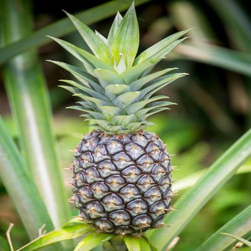 55 pcs Ananas samen - dekoration wohnzimmer winterharte balkonpflanzen frisches obst winterharte kübelpflanzen säulenobst robuste balkonpflanzen winterhart bäume garten winterhart