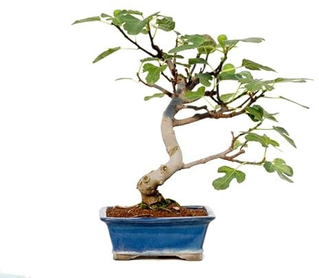 Bonsái de Higuera DECOALIVE Planta Natural para Hogar, Terraza y Jardín Bonsái Ficus Carica