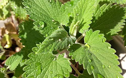 200 Semi d'Erba Cataria - Nepeta Cataria - Semi contadini riproducibili - SemiSelvaggio