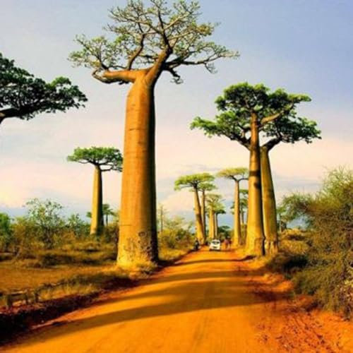 10 Stück Adansonia Digitata Baobab-Baumsamen, exotische Outdoor-Pflanze, Gartensamen mit hoher Keimung, jetzt zum Pflanzen