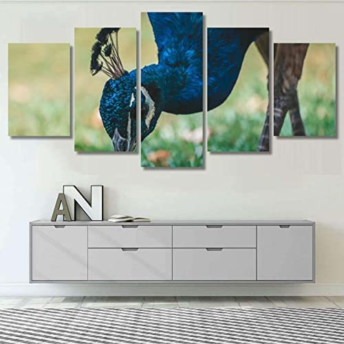 5 Stück Leinwand Wandkunst Hd Drucke Leinwand Wandkunst Wohnzimmer Home Decor Bilder 5 Stück Blauer Wilder Pfau Ohne Rahmen 200 X 100 Cm Tapete Gemälde Poster Kinderzimmer Wohnzimmer Schlafzimmer Jun