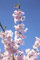 Frühe Zierkirsche Prunus subhirtella 'Accolade' im Topf gewachsen ca. 60-100cm