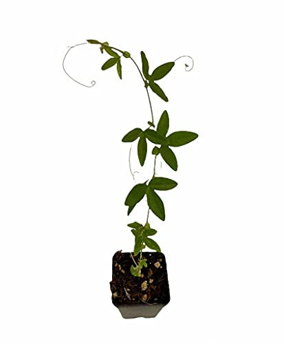 Pianta Passiflora Cerulea Vaso 7cm