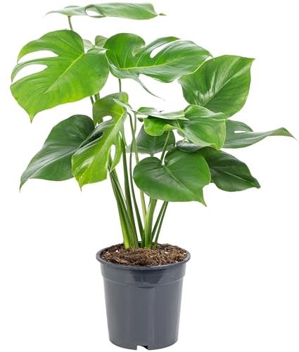 Fensterblatt - pflegeleichte Zimmerpflanze, Monstera Deliciosa - Höhe ca. 75 cm, Topf-Ø 19 cm