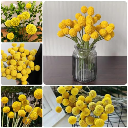 300 pcs trommelstöckchen samen, exotische pflanzen samen, gartenpflanzen winterhart, trommelstock pflanze samen (Craspedia globosa) topfpflanzen echt, winterharte stauden mehrjährig