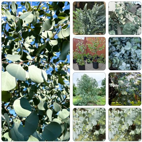 eukalyptusbaum pflanzensamen balkon deko blumengarten schnellwachsende kletterpflanzen bonsaibaum balkongarten eukalyptus sträucher winterhart rankpflanze gartenkräuter stauden 125samen