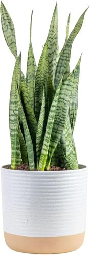 Costa Farms Premium Live Snake Sansevieria - Pianta da pavimento in vaso decorativo, altezza 60 cm, scelta del coltivatore, verde, giallo