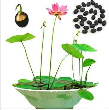 10 Samen/Pack Hydroponische Pflanzen Balkon Bonsai Blumen Nelumbo Nucifera Samen Seerose Samen