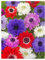 20x Anemone St Brigid Mixed Colours Bulbs Spring Summer Flowering Corms Garden Perennial Flowers Size 4/5
