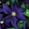 Genipap 25 Stück dunkel violett Clematis-Blumen Samen