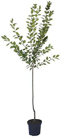 Mirabelle von Nancy, vielseitige Frucht Mirabellenbaum Halbstamm 150-170 cm 10 L Topf, St. Julien A