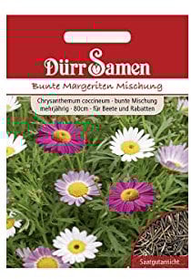 Margeriten Samen Bunte Margeritensamen Mischung mehrjährig Höhe 80 cm Beete Rabatten ca 80 korn Mehrjährig Garten Hochbeet Balkon Kübel Dürr Samen