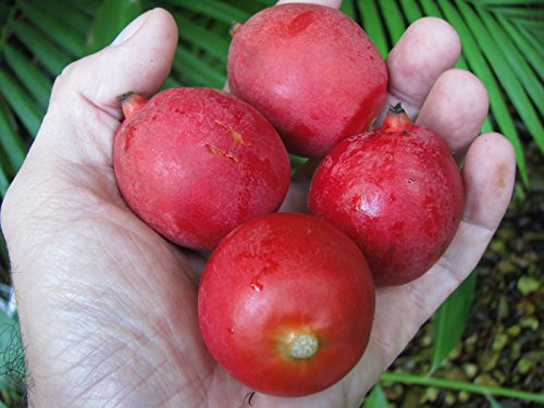 FUCHSSCHWANZ Palme Wodyetia bifurcata FRESH 15 RIESIGE SEEDS VIABLE mit Aloha Grown
