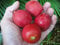 FUCHSSCHWANZ Palme Wodyetia bifurcata FRESH 15 RIESIGE SEEDS VIABLE mit Aloha Grown