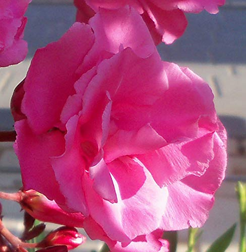 Portal Cool Oleander Pink with Double Flowers 3 Freshly Wood Cuttings + Rooting Powder