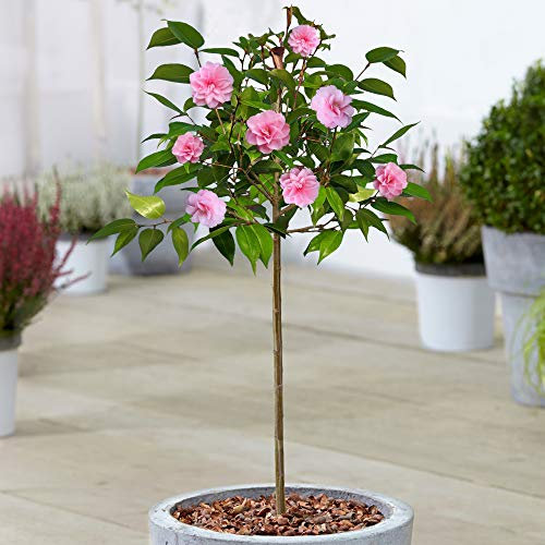 Camellia Spring Festival Tree | Potted Evergreen Patio Trees for Small Gardens | Straight Standard Stem | Ornamental Garden Plants | 2-3ft (70-80cm (Incl. Pot))