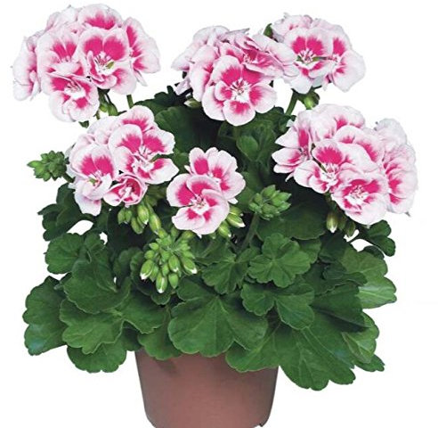 Two Colors White red Geranium Univalve Seed Seed Perennial Flower Pelargonium peltatum Seeds for Internal environments 100 Seeds/Bags 1