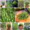 120 pcs thymian pflanzen winterhart samen - kräuter samen blumenwiese,Thymus mongolicus, blumenwiese samen mehrjährig winterhart indoor kräutergarten bienen wiese blumensamen bodendecker