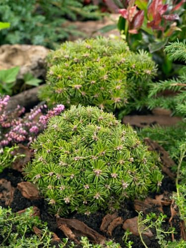 Koreanische Tanne Abies koreana Nadelkissen 40 cm Zwergkonifere winterhart