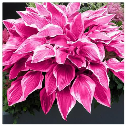 Excellent Display,Cut Flowers, Wedding Flowers, Natural Organic,Hosta Bulbs for Planting, Good for Containers-6 Bulbs-D