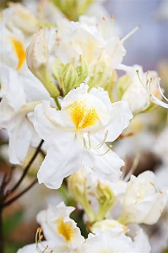 Rhododendron luteum 'Schneegold' 40-50 cm - Azalee, cremeweiße Blüten, Blütezeit Mai-Juni, ideal für Halbschatten, bienenfreundlich, winterhart