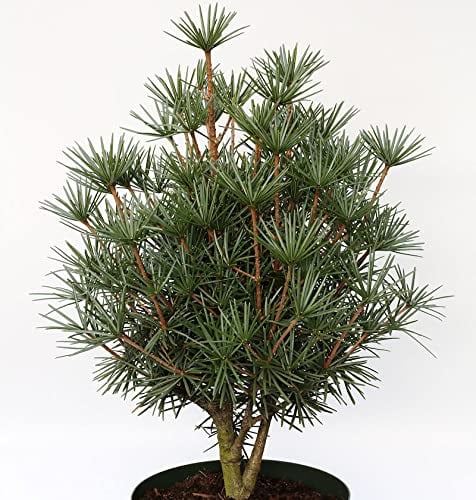 Japanische Zwerg Schirmtanne Kobito 20-25cm - Sciadopitys verticillata - lebende Gartenpflanze aus den Baumschulen