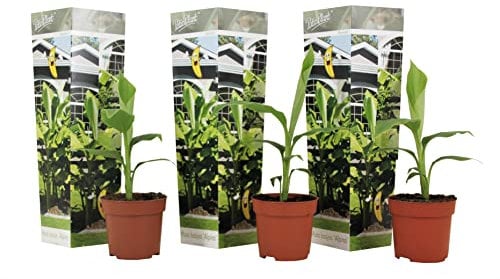Plant in a Box - Musa Basjoo - Set de 3 - Bananier tropica rustique plante - Plante de jardin - Pot 9cm - Hauteur 25-40cm