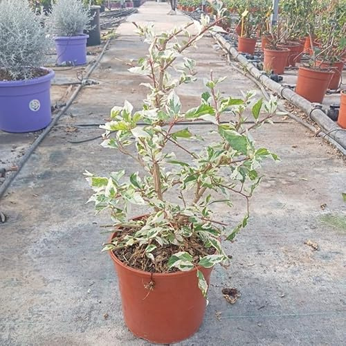 Pianta Hibiscus Rosa-Sinensis variegata