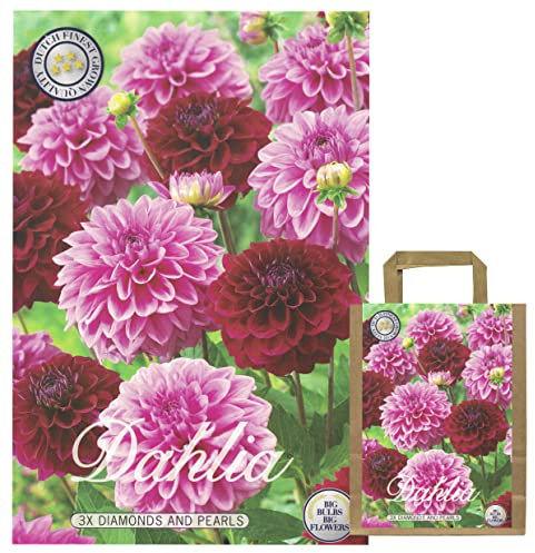 Interflowers Dahlien Knollen Blumenzwiebeln Dahlia Bunte Auswahl im Mix für Sommer Blume Knolle Blumezwiebel Set in Bio Geschenkverpackung Blüten mehrjährig (3 x Dahlie DIAMONDS AND PEARLS)