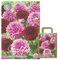 Interflowers Dahlien Knollen Blumenzwiebeln Dahlia Bunte Auswahl im Mix für Sommer Blume Knolle Blumezwiebel Set in Bio Geschenkverpackung Blüten mehrjährig (3 x Dahlie DIAMONDS AND PEARLS)