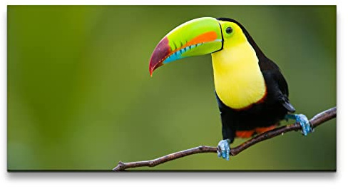 Paul Sinus Wandbild 120x60cm – Farbenprächtiger Tukan in tropischer Umgebung – Exotische Fotografie auf Leinwand