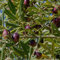 semi di olivo - semi biologici alberi da frutto nani semi di varietà antiche piante d'appartamento piante verdi colonna frutta decorazione balcone piante esotiche resistenti copertura 25pcs