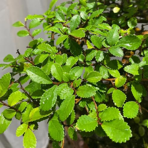chinesische ulme samen - topfpflanzen für draußen,balkon pflanzen ulme baum kaufen bodendecker,samen geschenk samen balkon,outdoor pflanzen gartenpflanzen winterhart,geschenke für 10pcs