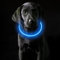 Coolzon LED Leuchthalsband Hundehalsband Aufladbar, Wasserdicht Halsband Hund 3 Modi, Leuchtband Hund Halsband Längenverstellbareres Super Helle Kalsband Katze und Hunde Klein Groß Mittel, Blau