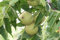 Schwarznuß Juglans nigra Pflanze 70-80cm Schwarznussbaum Walnuß Nussbaum Rarität