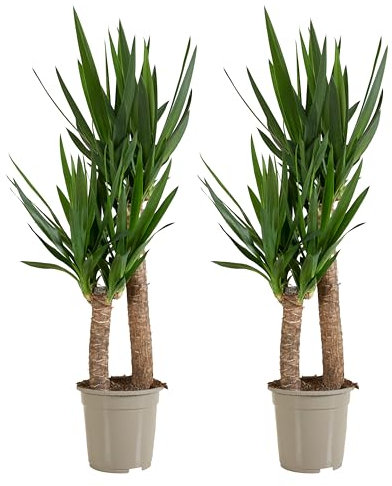 Bloomique - Set di 2 - Yucca Elephantipes - Giglio di palma - Piante d'appartamento - Purificante dell'aria - Facile da mantenere - Vaso 21 cm - Altezza 80-90 cm