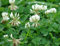 Ladino Trèfle blanc d'hiver cultures de couverture engrais vert abeille fourrage jardin semences