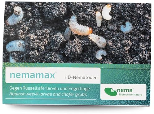 Dickmaulrüssler & Engerlinge ab 8°C bekämpfen mit e-nema HD Nematoden | 25 Mio. für 100 m² | nematop cool jetzt nemamax