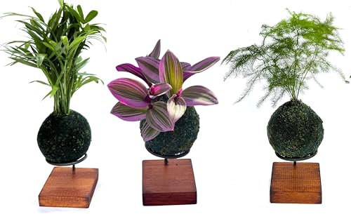 Pack Especial de Tres Kokedamas | Kokedama Mini | Auténticas kokedamas japonesas| Hecho a Mano por un Maestro japonés