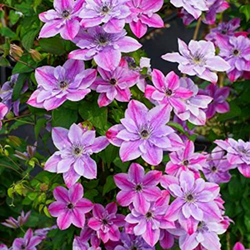 Clematis-Rhizom/Kälte- und dürreresistent/Schnellwachsend/Natürliches Wachstum / -6 Rhizom-B