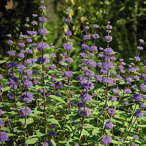 Caryopteris Clandonensis ‘Kew Blue’ (Bluebeard), Easy to Grow, Hardy Shrub, in 9cm Pot x 1 by Thompson and Morgan (1)