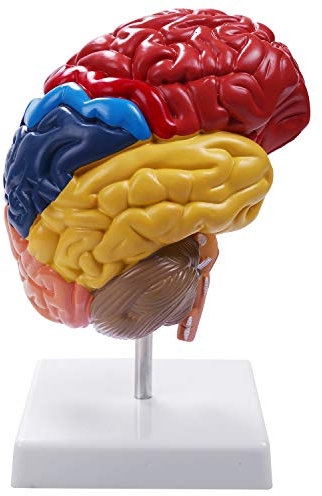 Trjgtas Cerebral Anatomical Model Anatomy 1:1 Half Brainstem Teaching Lab Supplies